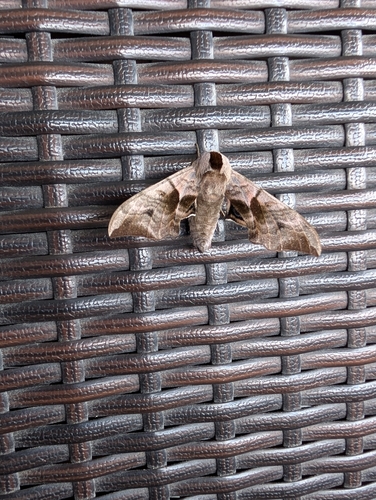 Eyed Hawkmoth