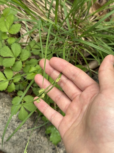Carex peiktusanii iNat (2)