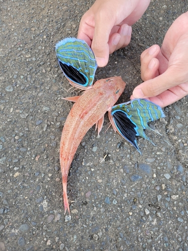 Japanese gurnard (Lepidotrigla japonica) — Triglidae — 2