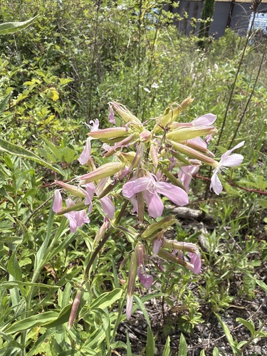 common soapwort