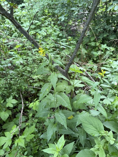 Sisymbrium luteum
