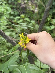 Sisymbrium luteum, photograph (c) Jane Charlen, some rights reserved (CC BY)