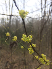 Cornus mas