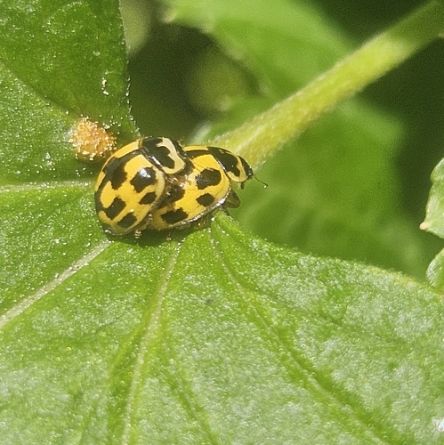 Fourteen-spotted Lady Beetle