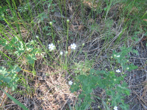 Androsace lactiflora