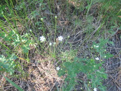Androsace lactiflora