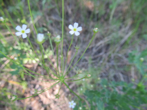 Androsace lactiflora, photograph 1