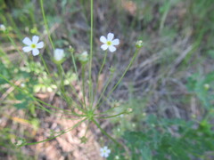 Androsace lactiflora, photograph author not stated, no rights reserved
