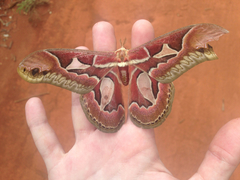 Rothschildia jacobaeae