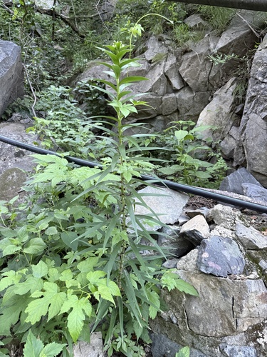 Lilium lancifolium