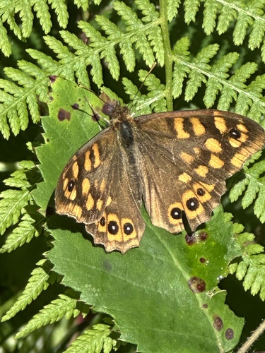 Speckled Wood