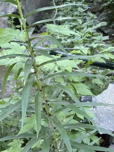 Lilium lancifolium
