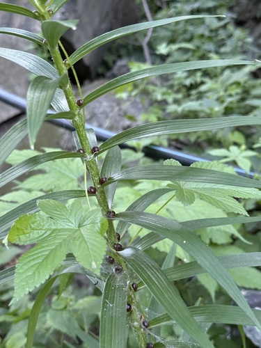 Lilium lancifolium