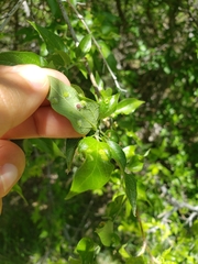 Pachypsyllinae
