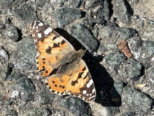 Painted Lady