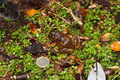 Eupsophus emiliopugini