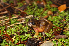 Eupsophus emiliopugini