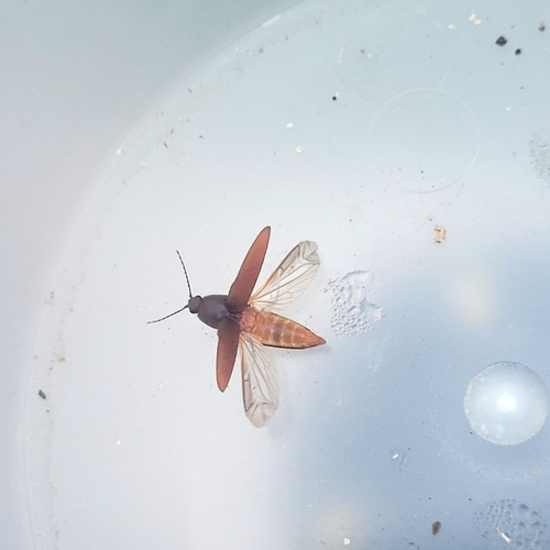 Chestnut-footed Click Beetle photo 3