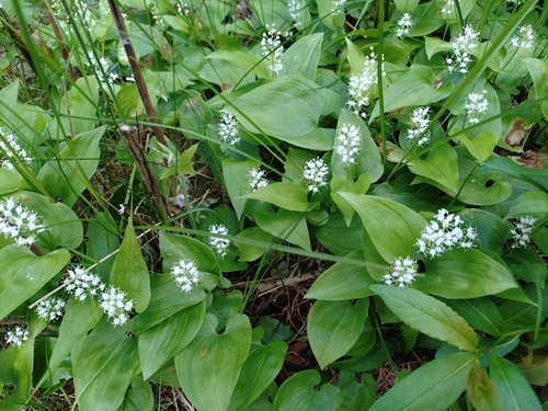 May Lily