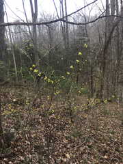 Cornus mas