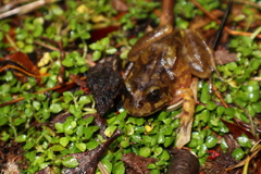 Eupsophus emiliopugini