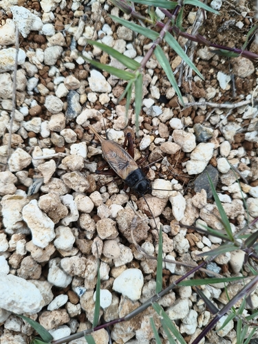 Southern Field Cricket