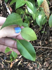 Backhousia myrtifolia
