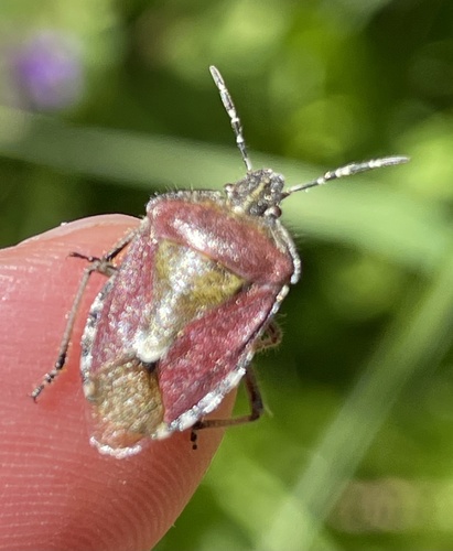 Sloe Bug
