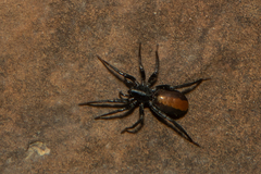 Castianeira descripta