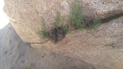 Pellaea mucronata mucronata