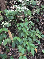 Backhousia myrtifolia