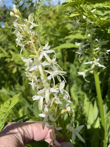 Lesser butterfly-orchid