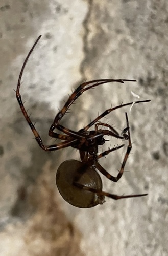 European cave spider