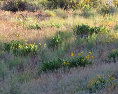 Balsamorhiza