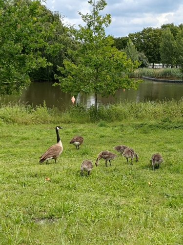 Canada Goose