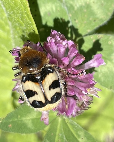Eurasian Bee Beetle
