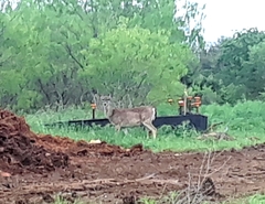 Odocoileus virginianus