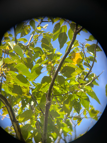 Macaranga sinensis observed 2026-06-11