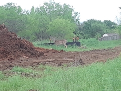 Odocoileus virginianus