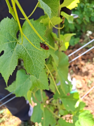 European Striped Shield Bug