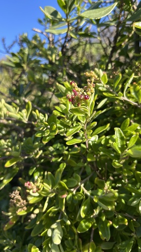 Seaberry Saltbush