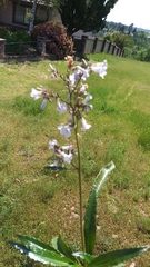 Eriodictyon californicum