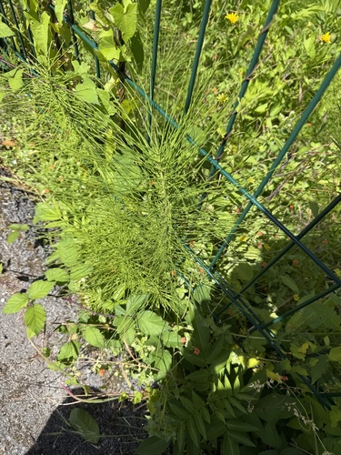 great horsetail