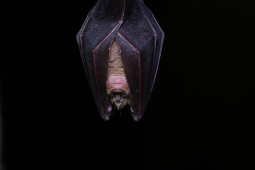 Greater Horseshoe Bat