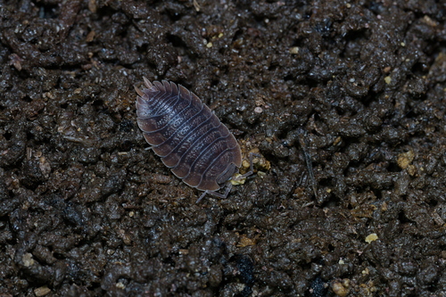 Giant Canyon Woodlouse