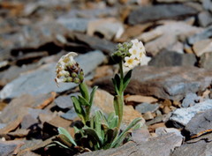 Myosotis traversii traversii