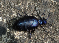 Meloe corvinus