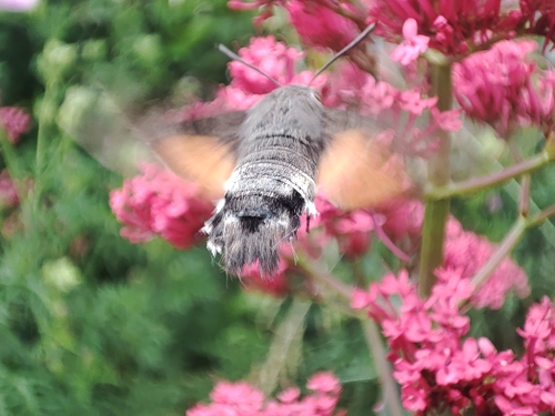 Eurasian Hummingbird Hawkmoth