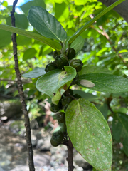 Ficus benguetensis, photograph author not stated, no rights reserved