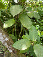 Ficus benguetensis, photograph author not stated, no rights reserved